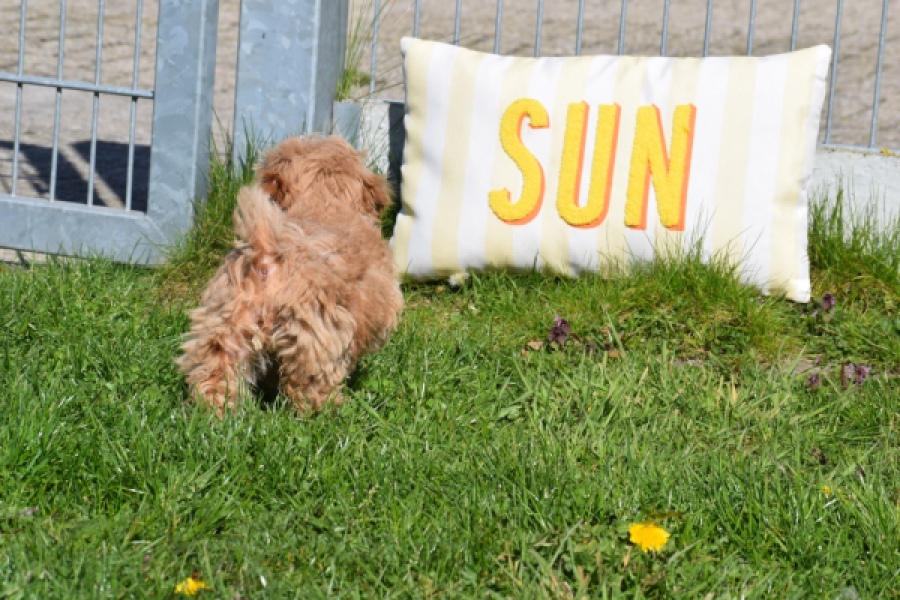 Maltipoo (teef) 30905