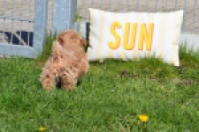 Maltipoo (teef) 30905