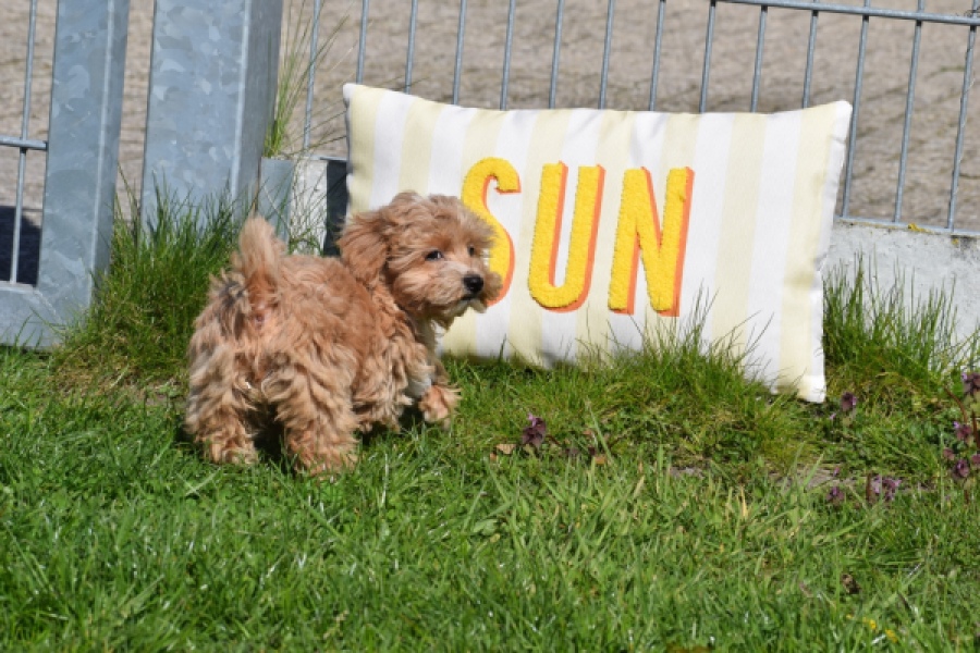 Maltipoo (teef) 30905