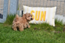 Maltipoo (teef) 30905
