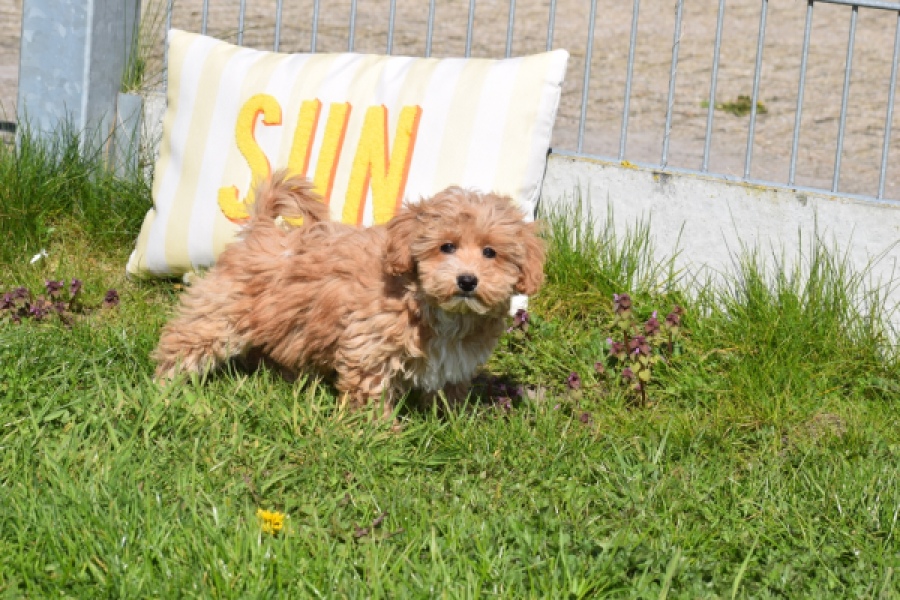 Maltipoo (teef) 30905