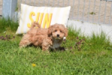 Maltipoo (teef) 30905