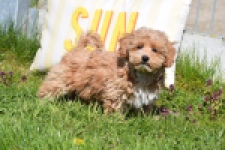 Maltipoo (teef) 30905