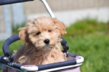 Maltipoo (reu) 30904
