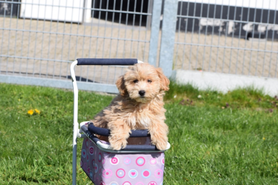 Maltipoo (reu) 30904