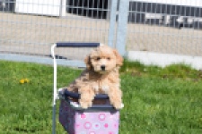 Maltipoo (reu) 30904