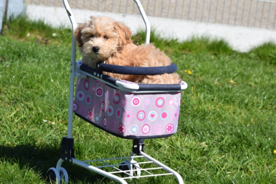 Maltipoo (reu) 30904
