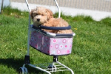 Maltipoo (reu) 30904