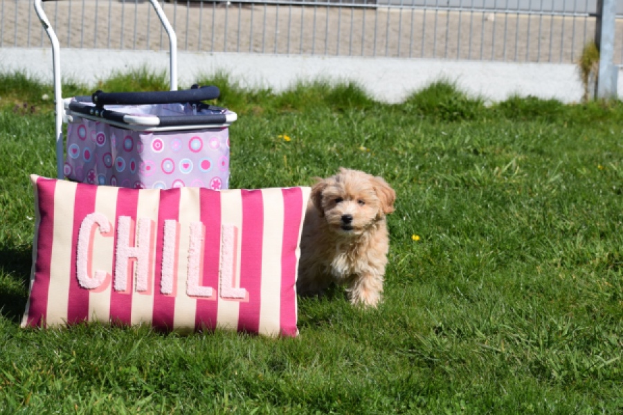 Maltipoo (reu) 30904