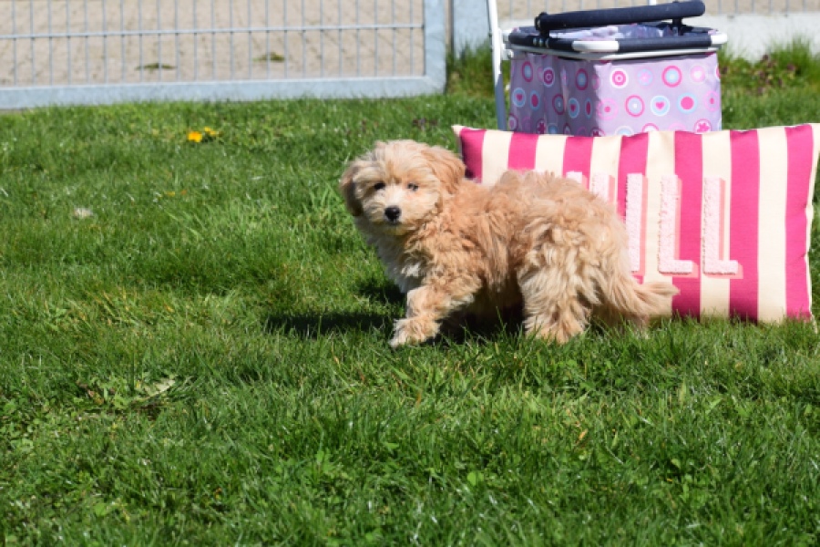 Maltipoo (reu) 30904