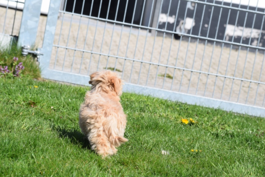Maltipoo (reu) 30904