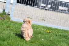Maltipoo (reu) 30904
