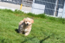 Maltipoo (reu) 30904