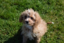 Cavapoo (reu) 30636