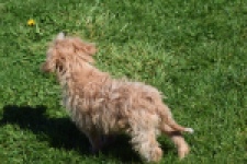 Cavapoo (reu) 30636