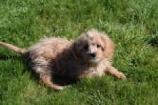 Cavapoo (reu) 30636