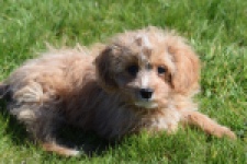 Cavapoo (reu) 30636