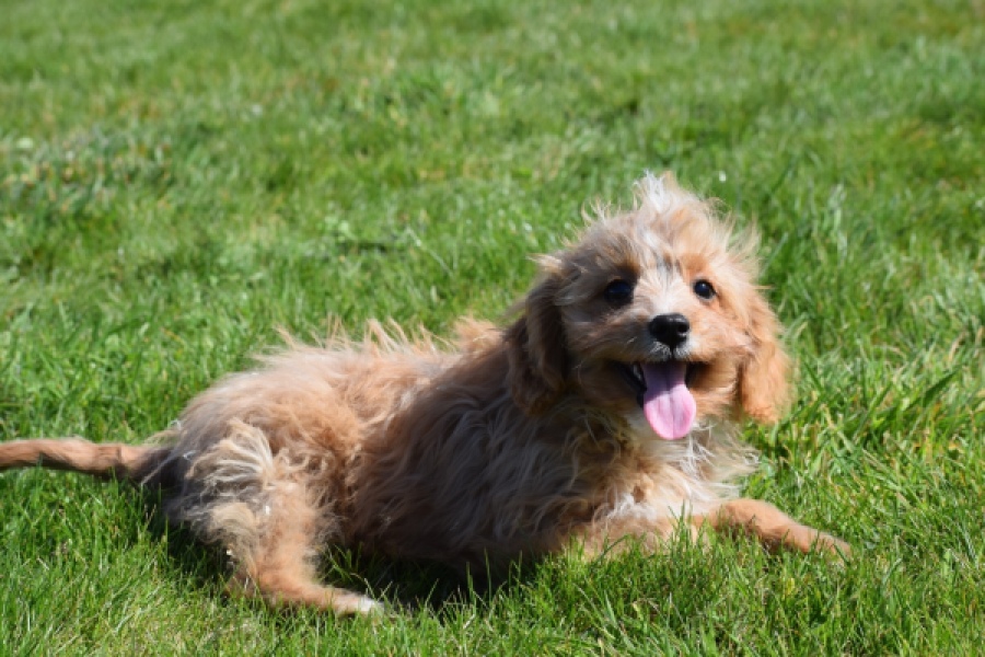 Cavapoo (reu) 30636