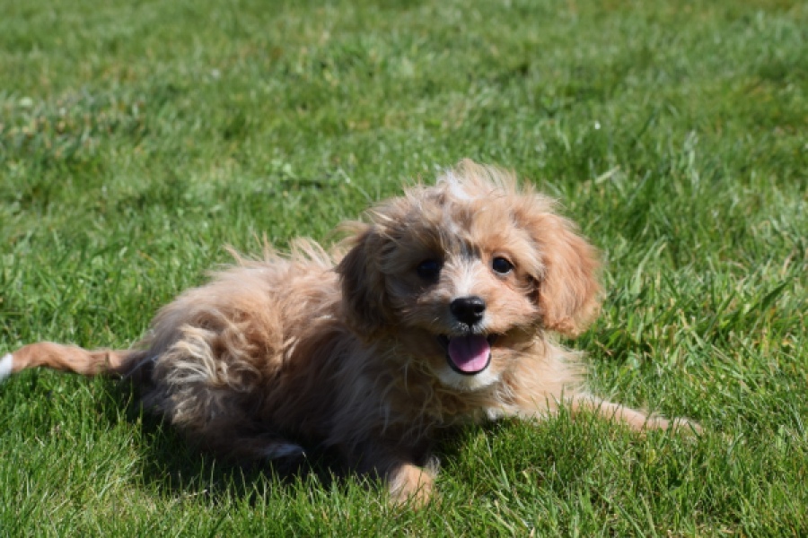 Cavapoo (reu) 30636