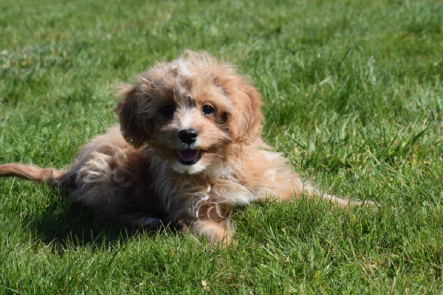 Cavapoo (reu) 30636