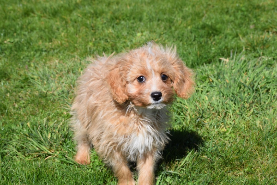 Cavapoo (reu) 30636
