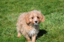 Cavapoo (reu) 30636