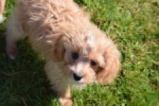 Cavapoo (reu) 30636