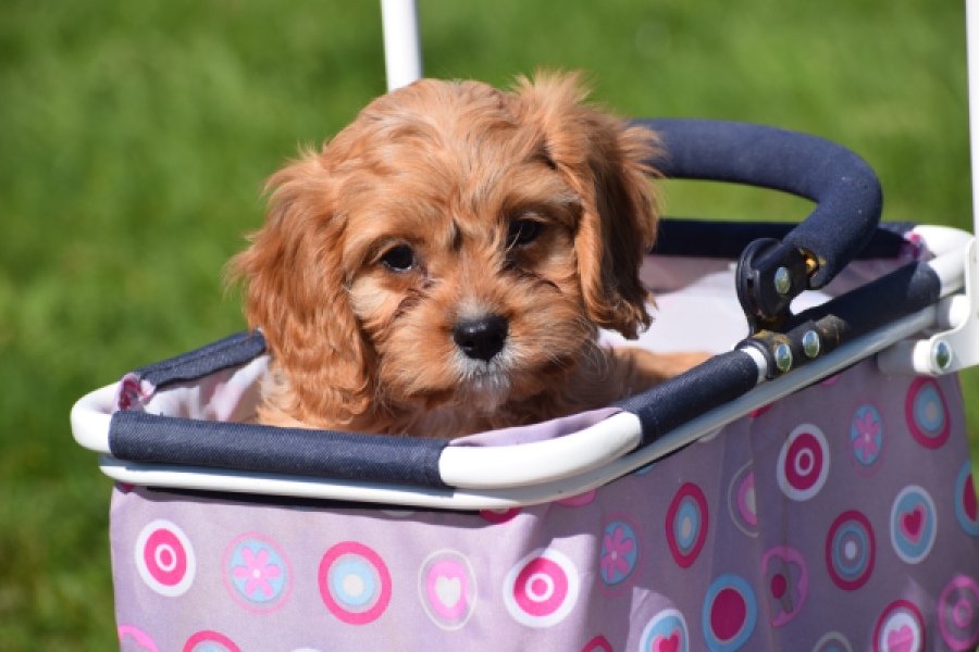 Cavapoo (reu) 30635