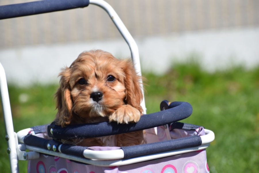 Cavapoo (reu) 30635