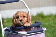 Cavapoo (reu) 30635