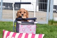 Cavapoo (reu) 30635