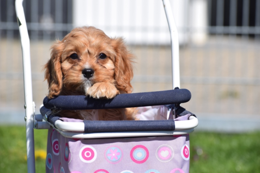 Cavapoo (reu) 30635
