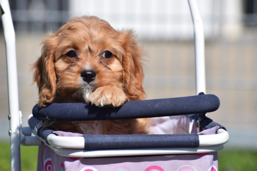 Cavapoo (reu) 30635