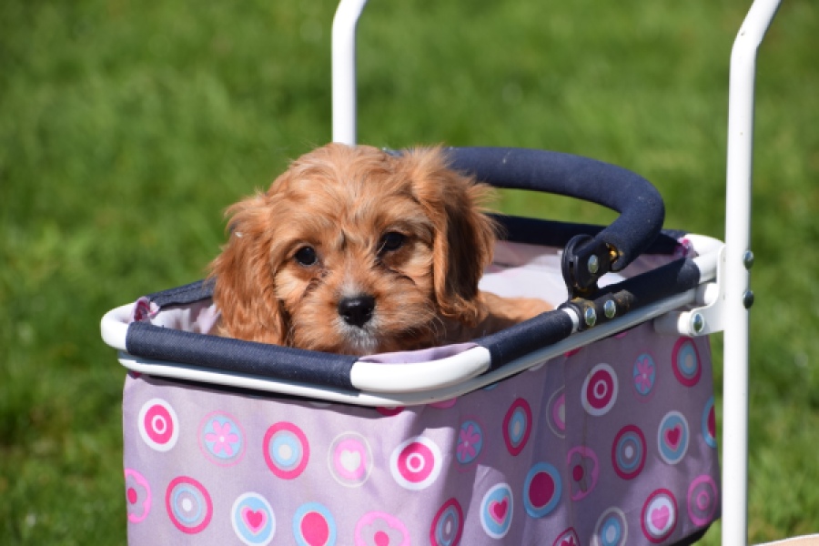 Cavapoo (reu) 30635