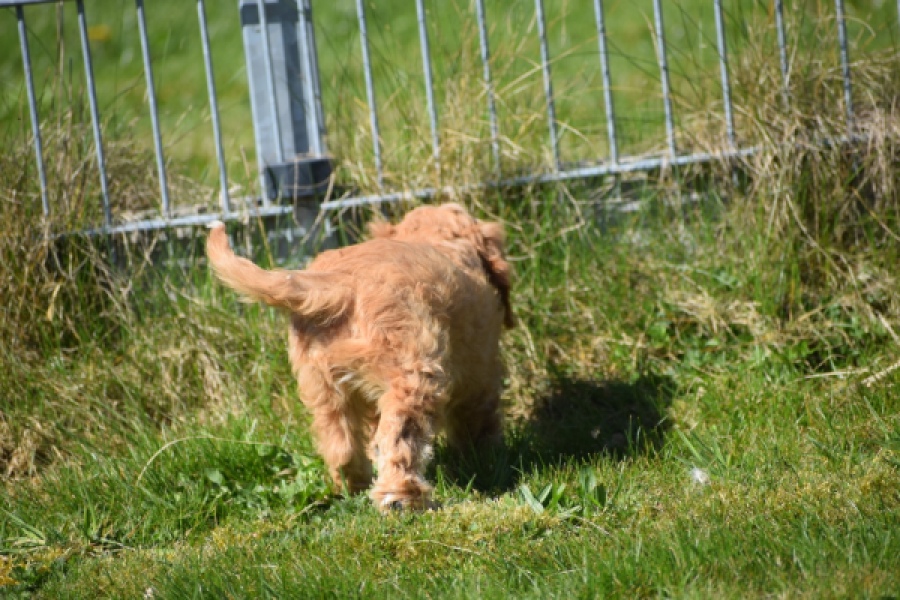 Cavapoo (reu) 30635
