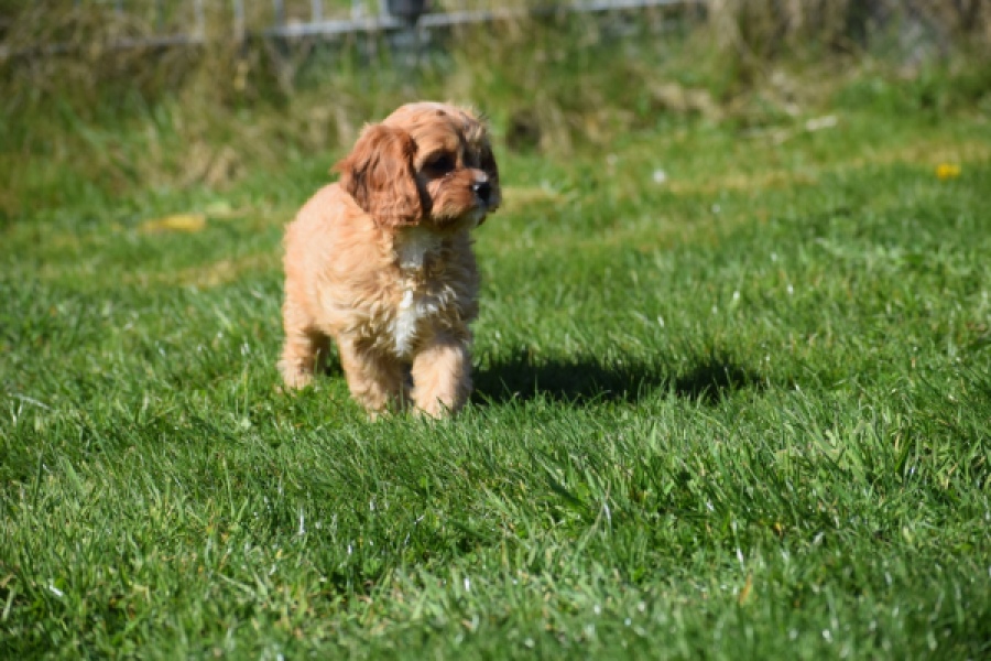 Cavapoo (reu) 30635