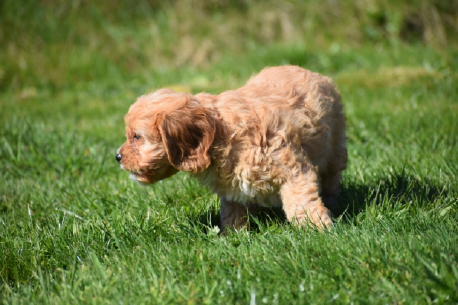 Cavapoo (reu) 30635