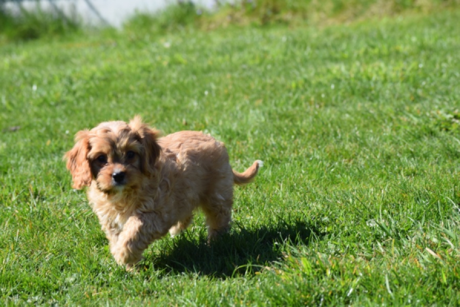 Cavapoo (reu) 30635
