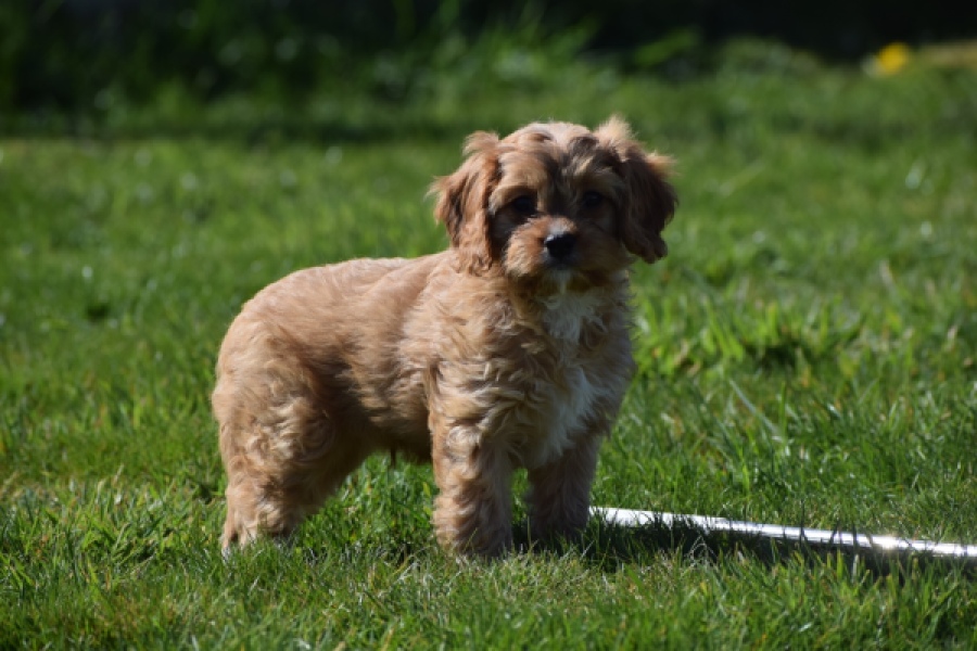 Cavapoo (reu) 30635