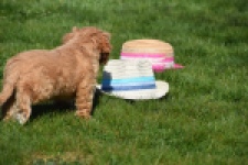 Cavapoo (reu) 30635