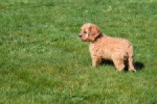 Cavapoo (reu) 30635