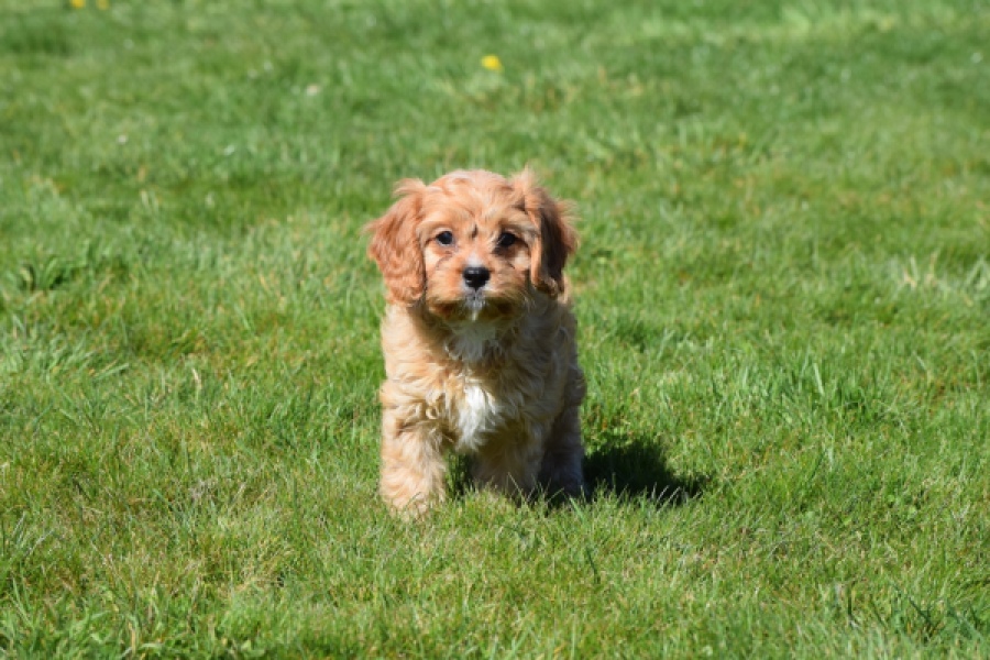 Cavapoo (reu) 30635