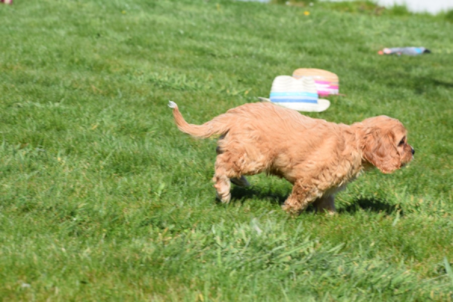 Cavapoo (reu) 30635