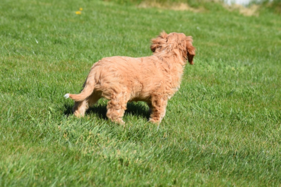 Cavapoo (reu) 30635