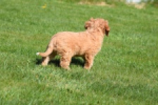 Cavapoo (reu) 30635