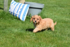 Cavapoo (reu) 30635