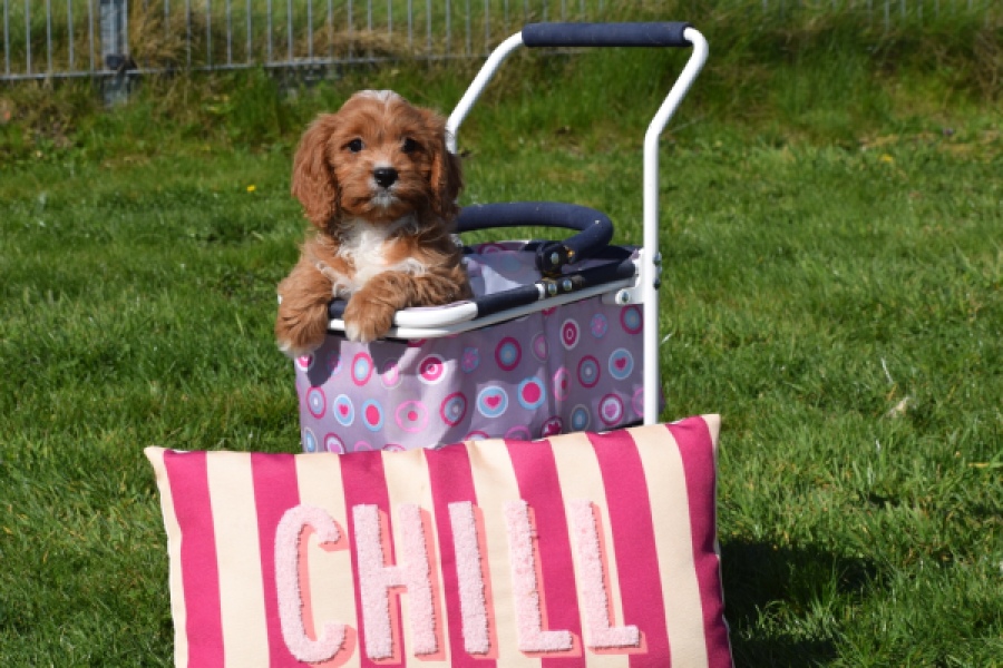 Cavapoo (teef) 30625