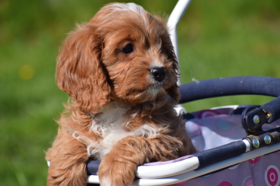 Cavapoo (teef) 30625