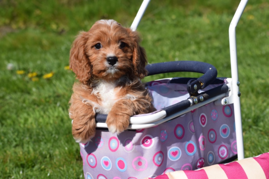 Cavapoo (teef) 30625