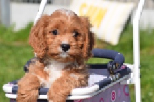 Cavapoo (teef) 30625